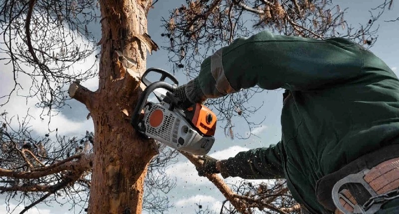 В Долинском районе спилили старые и больные деревья