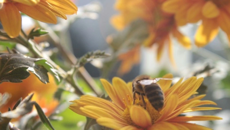 Народные приметы и поверья на 30 апреля 2025 года — что нельзя делать на Зосима Пчельника 