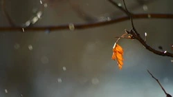 Пасмурная и дождливая пятница ждет жителей Сахалинской области 15 ноября 