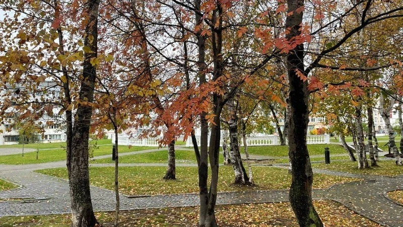 Дождливую и ветреную погоду пообещали синоптики в Сахалинской области 25 октября 