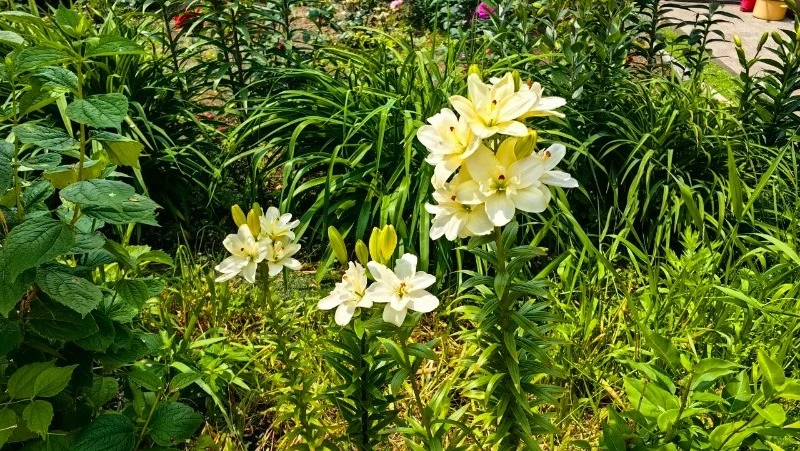 Прогноз погоды: синоптики пообещали тепло и дожди в Сахалинской области на предстоящей неделе 