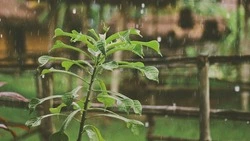 Циклон принесет дожди и порывистый ветер в Сахалинскую область на предстоящей неделе 