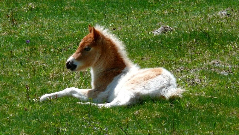 Народные приметы на 31 августа 2024: что можно и нельзя делать в день Флора и Лавра