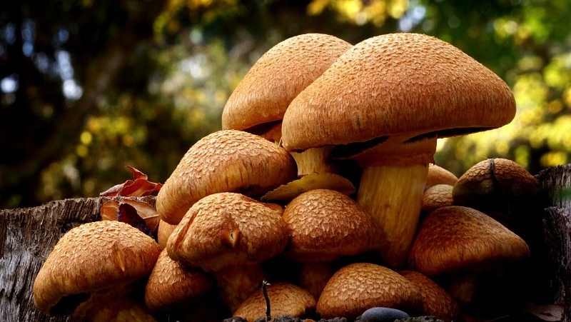 Народные приметы на 21 августа 2024 года: традиции и приметы в день Мирона Ветрогона