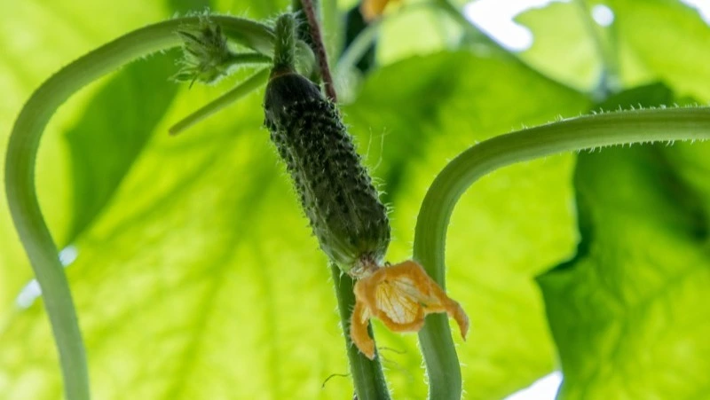 Народные приметы на 27 мая 2025: традиции, поверья, что нельзя делать в день Сидора Огуречника 