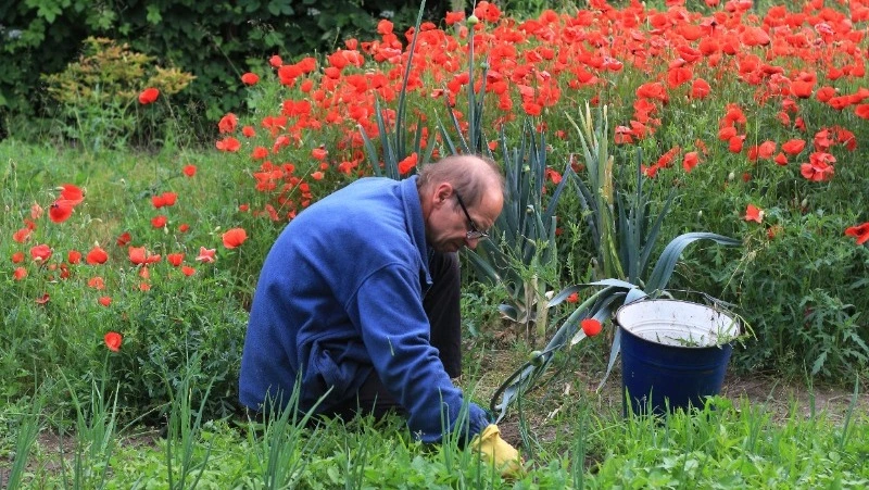 Подготовка сада и огорода к зиме: что важно сделать?