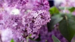 Поздравления с 1 Мая 2025: что пожелать в Праздник весны и труда 