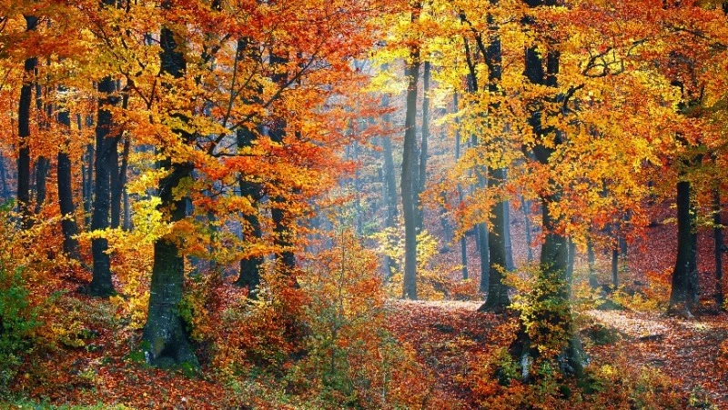 Народные приметы на 9 октября 2024 года: традиции, что можно и нельзя делать в этот день 