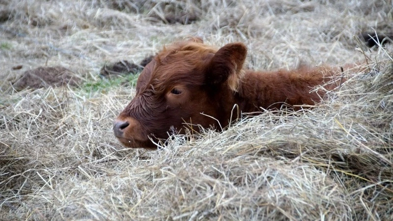 Народные приметы и поверья на 19 февраля 2025 года — что нельзя делать в день Вукола-телятника 