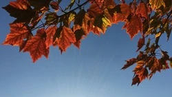 Циклон и повышение атмосферного давления: погода в Сахалинской области с 19 по 25 октября 