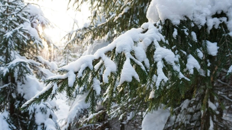 Народные приметы на 28 декабря 2024: традиции, поверья, что нельзя делать в Трифонов день  