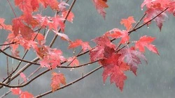 Сильный дождь и штормовой ветер: погода на Сахалине и Курилах 24 октября 