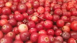 Клюква: польза и вред для организма человека, рецепты