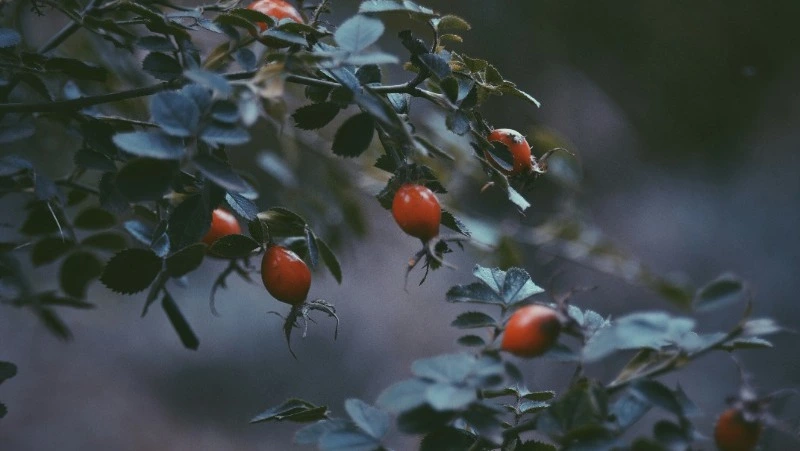 Народные приметы на 6 июня 2025 года — что строго нельзя делать в день Симеона Столпника