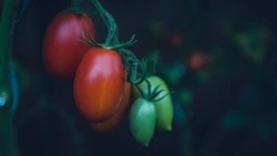 Успейте сделать это с томатами в июне: найден чудо-раствор, который увеличит урожай 