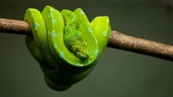 Церковный праздник 12 июня 2025: народные приметы, что нельзя делать в Змеиный праздник