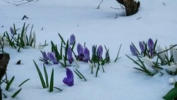 Народные приметы на 5 апреля 2025 года — что нельзя делать в Никонов день 