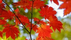 Лунный календарь садовода и огородника на ноябрь 2024: благоприятные дни, рекомендации 