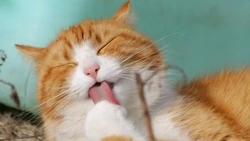 Всемирный день кошек 2024: история и традиции праздника 