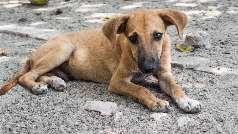 Не прикармливайте бездомных собак