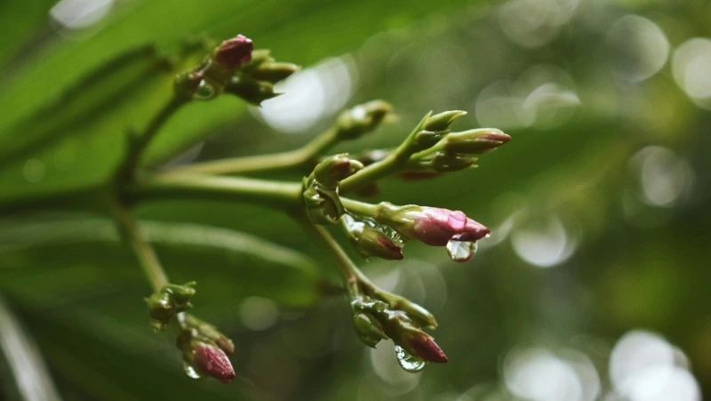 Антициклон и осадки: прогноз погоды в Сахалинской области на первую неделю июня
