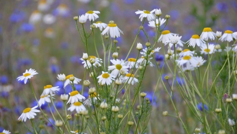 Народные приметы и поверья на 20 июня 2025 года: что нельзя делать в Федотов день