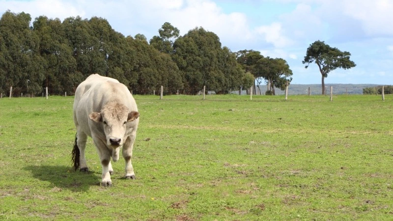 Народные приметы на 25 апреля 2025: традиции, поверья, что нельзя делать на Василия Парильщика