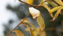 Снег, порывистый ветер и гололед: погода в Сахалинской области на неделю 