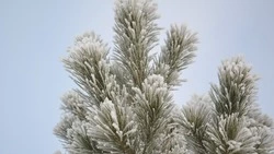 Народные приметы и поверья на 18 декабря 2024 года — что нельзя делать в Саввин день 