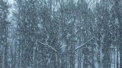 Метель и сильный ветер будут бушевать в ряде районов Сахалинской области 28 декабря         