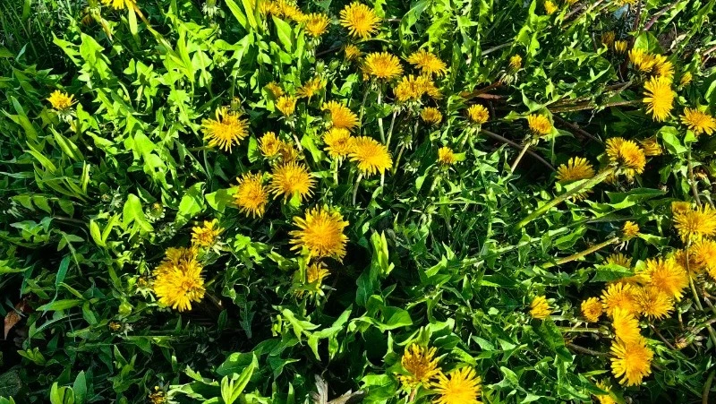 Народные приметы на 12 мая 2024 года: что нельзя делать