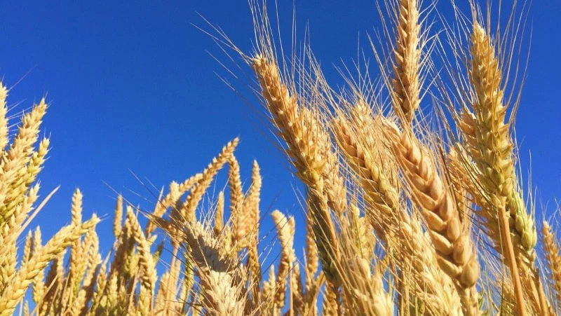 Народные приметы на 29 мая 2025: что можно и нельзя делать в день Федора Житника