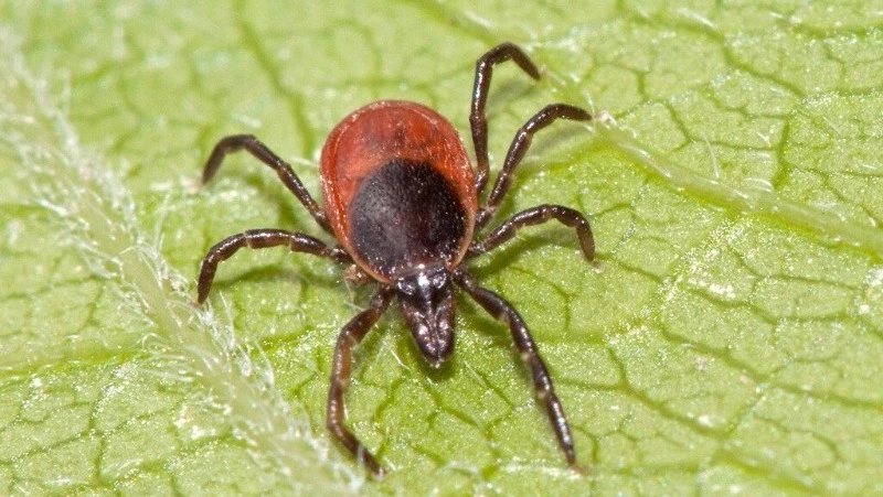 Роспотребнадзор информирует о наступлении сезона активности клещей