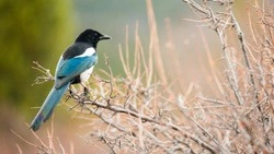 Народные приметы на 22 марта 2025 года — что можно и нельзя делать в день Сорока Сороков