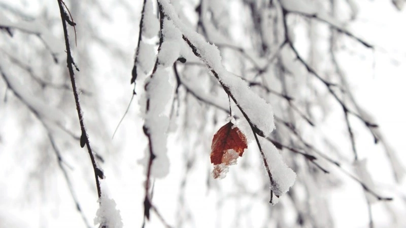 Народные приметы на 12 февраля 2025 года: традиции, поверья, что нельзя делать в Васильев день 