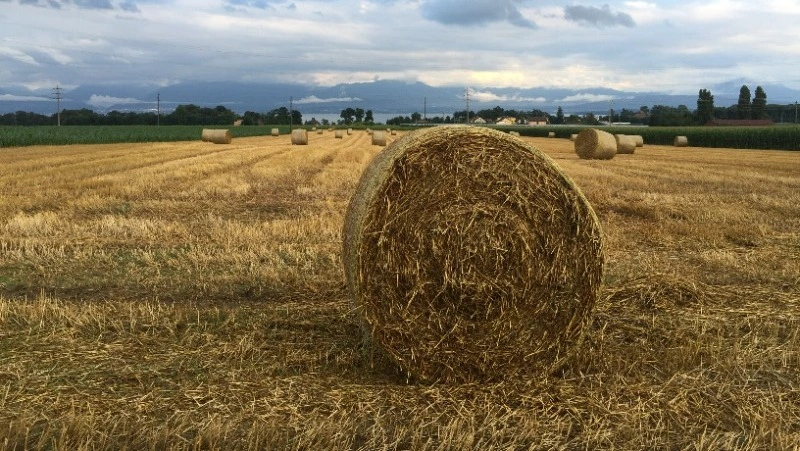 Авдотья Сеногнойка: народные приметы, традиции, что нельзя делать 20 июля 2024 года          