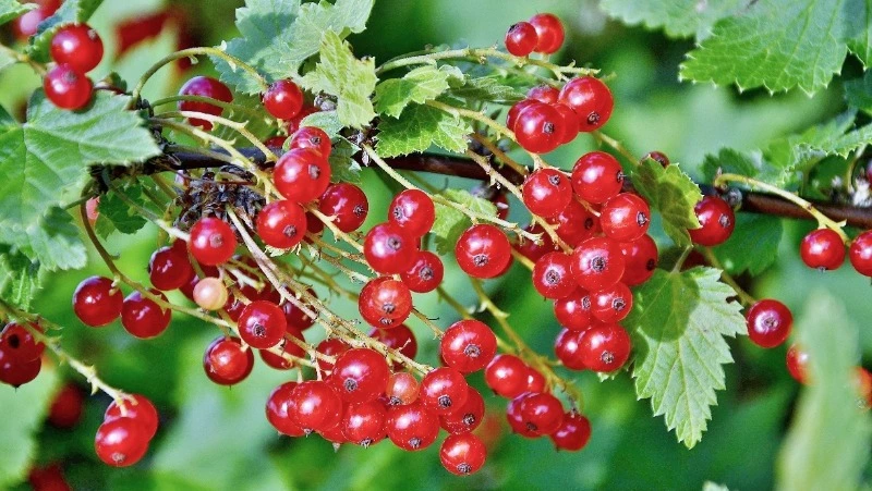 Народные приметы на 5 августа 2024 года: традиции, что можно и нельзя делать 