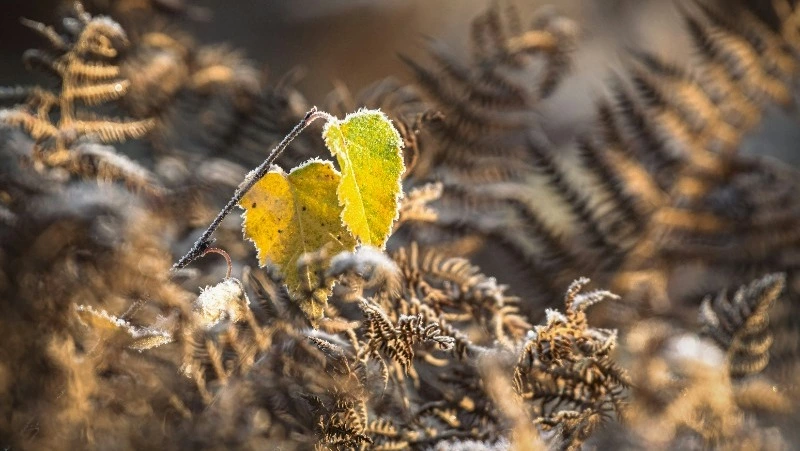 Народные приметы и поверья на 1 ноября 2024 — что нельзя делать в Иванов день 