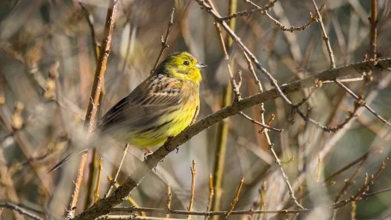 Народные приметы на 3 марта 2025 года — что нельзя делать в день Овсянки