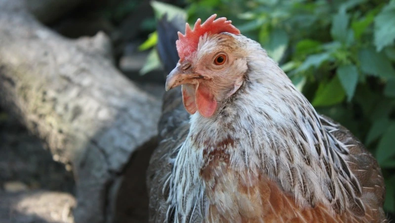 Народные приметы на 15 января 2025: традиции, что нельзя делать в Сильвестров день 