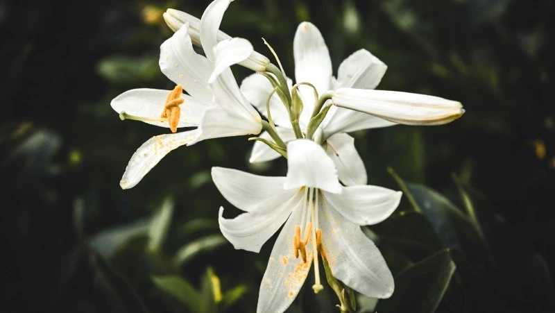 Народные приметы на 7 апреля 2025 года — что нельзя делать в Благовещение