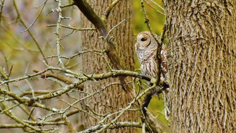 День орнитолога 2025: история и традиции праздника, интересные факты