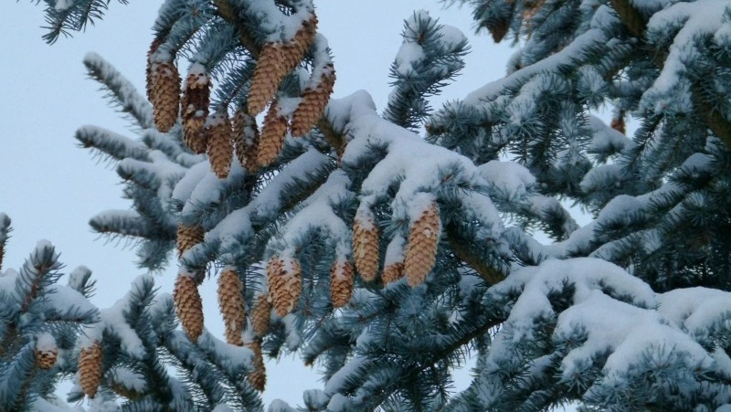 Народные приметы и поверья на 22 декабря 2024: что нельзя делать на Анну Темную   