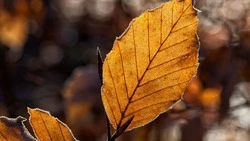 Циклон с Приморья обрушит мокрый снег и порывистый ветер на Сахалинскую область