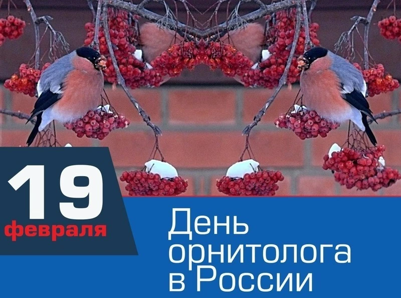 Картинки и открытки с Днем орнитолога 2025 