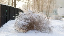 Сильный мороз, ветер и осадки: погодные качели ждут Сахалин и Курилы 11 декабря  