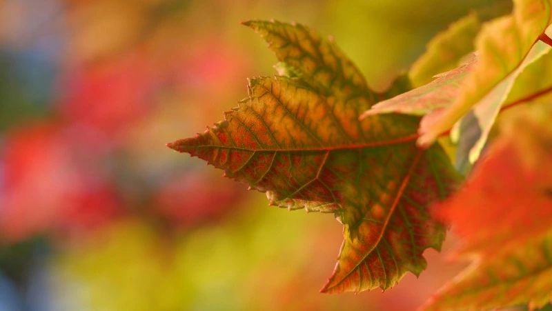 Народные приметы на 5 октября 2024: традиции, поверья, что нельзя делать в этот день 