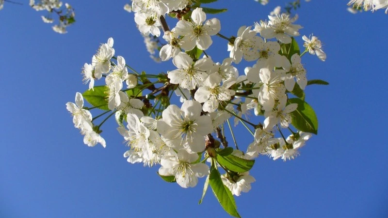 Церковный праздник 9 июня 2025: народные приметы, что нельзя делать в Федорин день