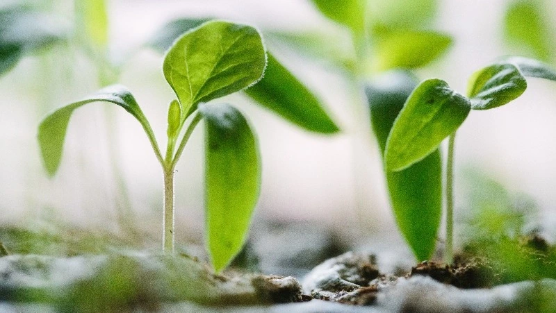 Когда пикировать томаты в апреле 2024: главные секреты, календарь благоприятных дней  