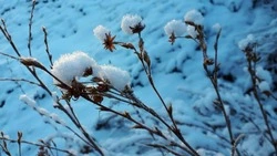 Ветрено и без осадков: прогноз погоды в Сахалинской области на 11 февраля 